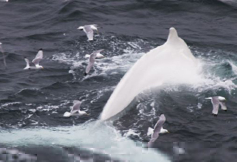 Incredibly rare white humpback whale spotted off coast of Norway  
