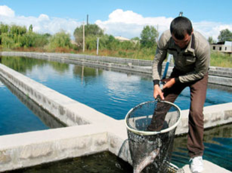 Հայաստանում աճել են ձկնարտադրության ծավալներն ու ձկնամթերքի արտահանումը
