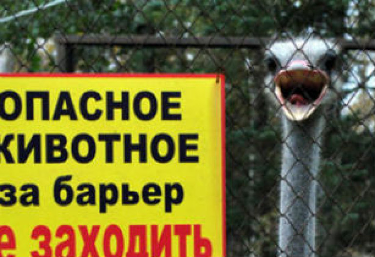  В зоопарке Южно-Сахалинска погиб страус, вмерзший в пол