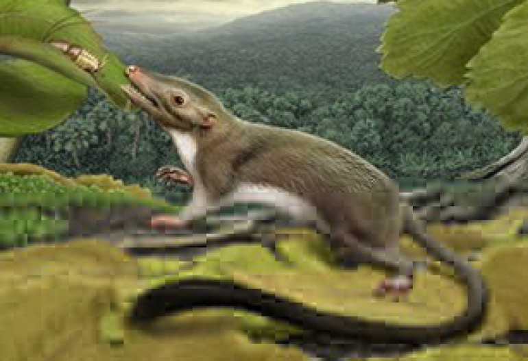 Earliest placental mammal ancestor pinpointed