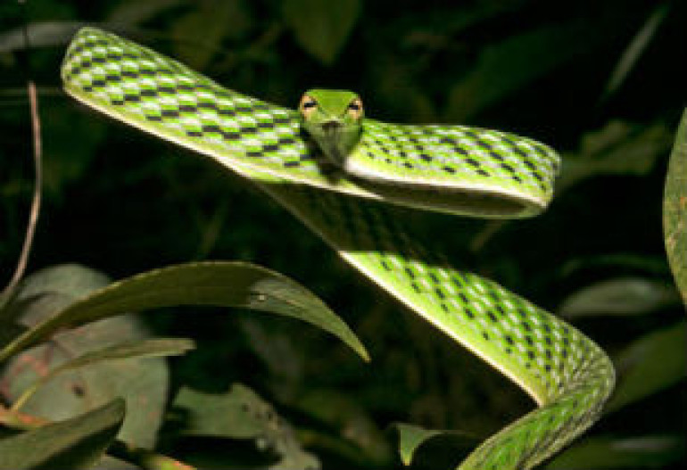 One in five reptile species threatened with extinction - study