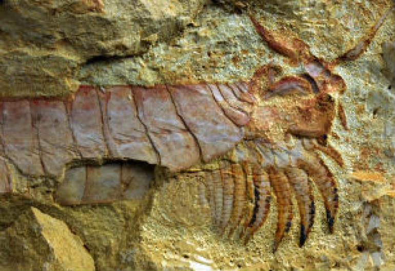 500-million-year-old sea creature with limbs under its head unearthed