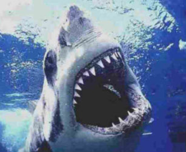 Shark kills number 100 million annually, research says