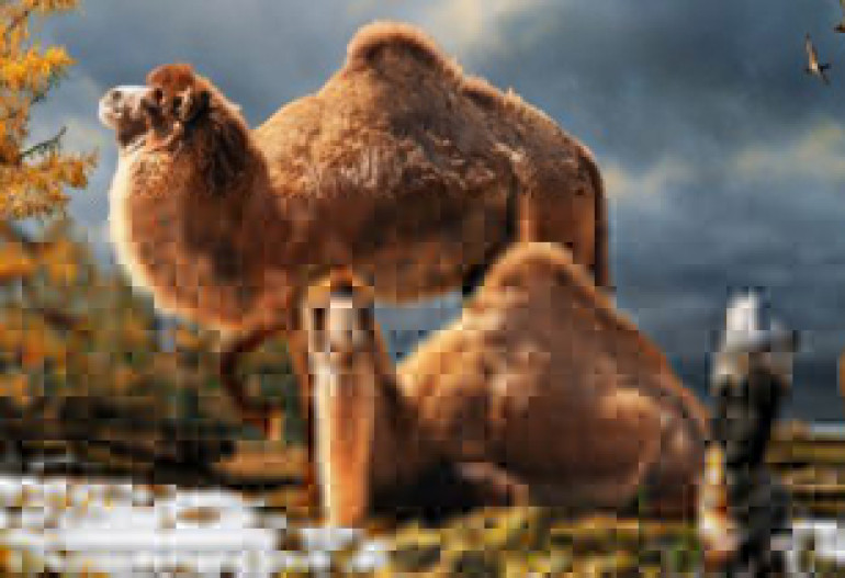 Camels used to live in the Arctic, reveal scientists