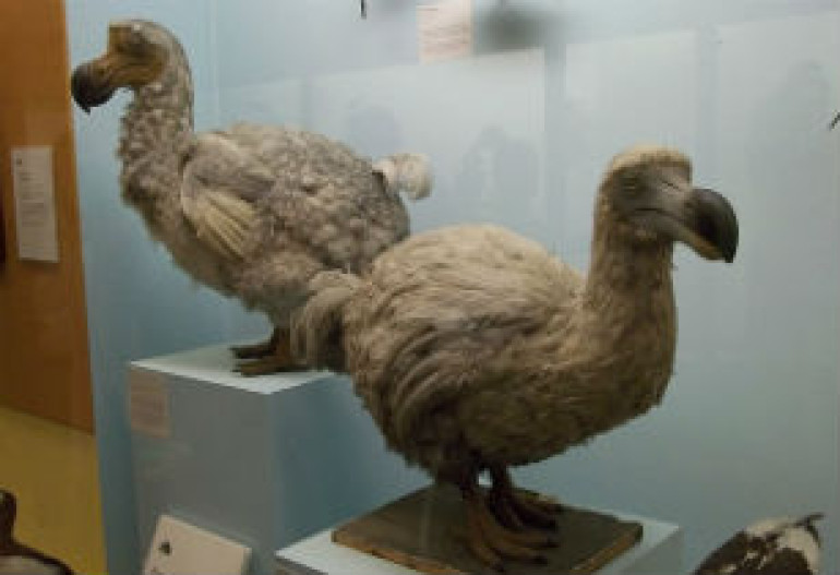 Scientists want to recover 24 species