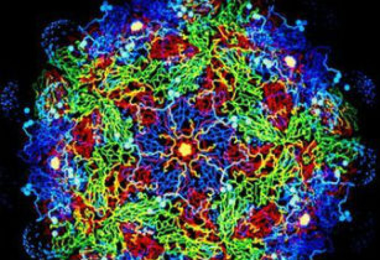 Synthetic vaccine made without virus