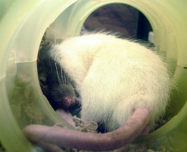 Մարդը կարողացել է մտքի ուժով շարժել առնետի պոչը