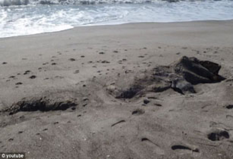 Mysterious 30 foot long rotting 'sea monster' with huge teeth found washed up on New Zealand beach