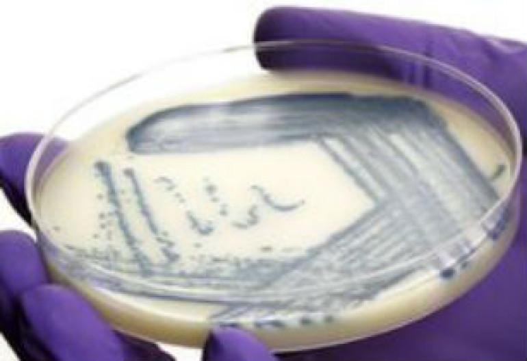 'Weight loss bacterium' found