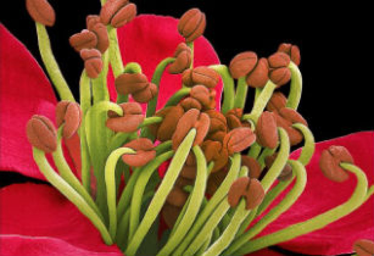 The invisible beauty of flowers: Japanese artist captures images of petals, leaves and pollen captured through electron microsco