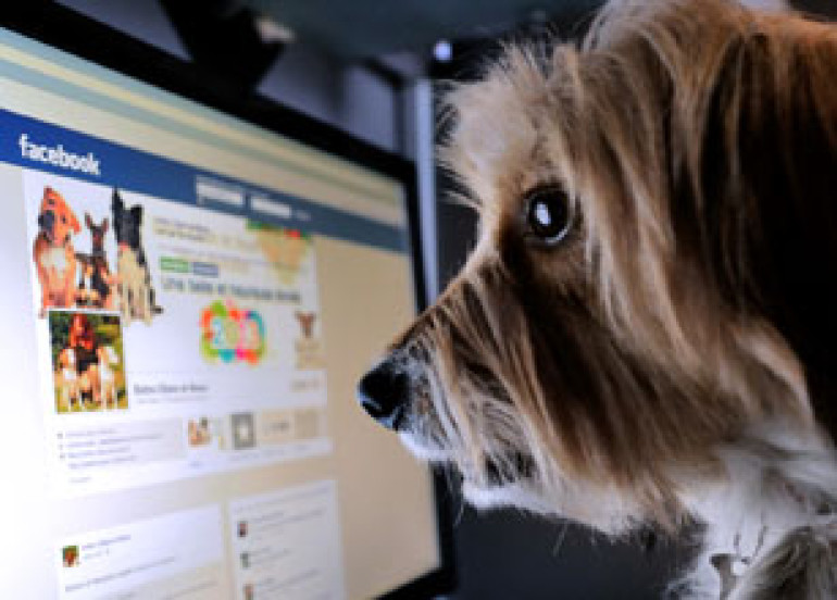 Facebook-ի օգտատերերի 10%-ը մարդիկ չեն. eMarketer 