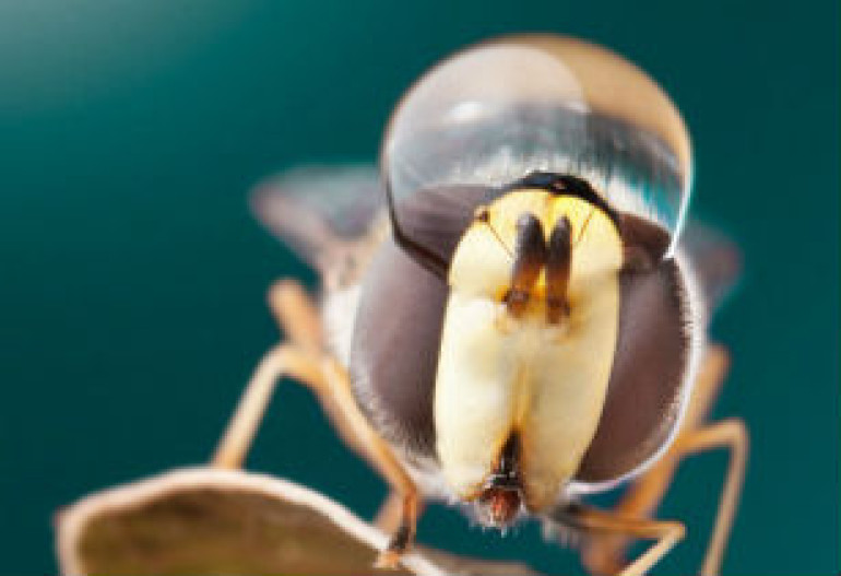 Moldovan photographer captures spectacular shots of insects covered in microscopic water droplets