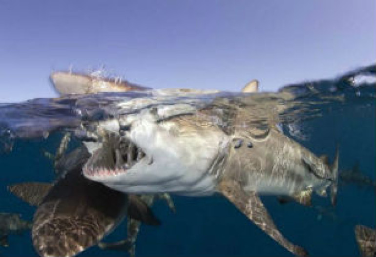 Shark watching tourism could double in the next two decades, study finds