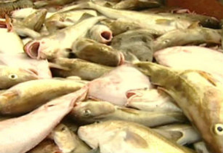 North Sea cod stocks on road to sustainability
