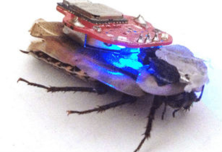 TEDGI Global welcomes robot cockroaches project