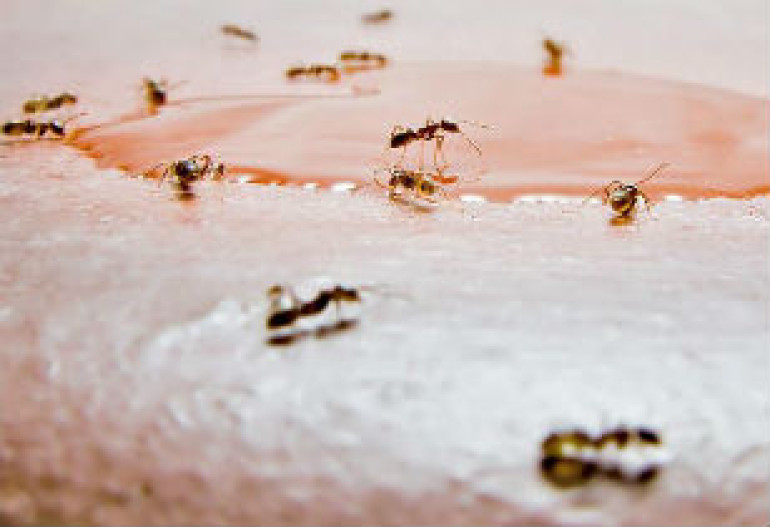 ԱՄՆ-ում crazy ants անվանումով մրջյունները գրոհում են էլեկտրատեխնիկայի վրա