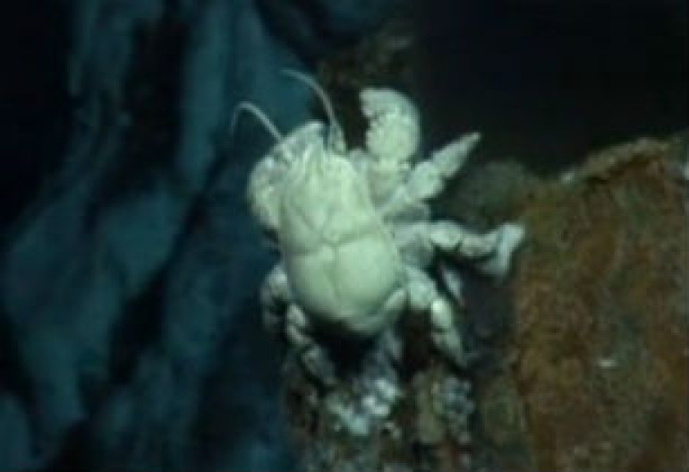 'Hoff' yeti crab hitched on ocean super-highway