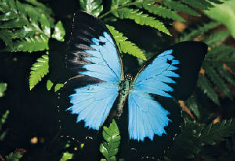 Butterfly wings could hold key to developing clothes that change color on demand