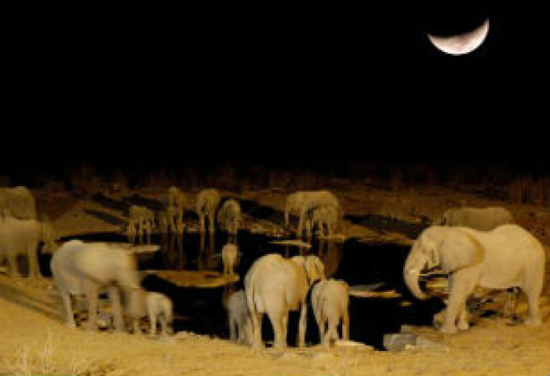 Elephants craftier than thought: Animals don’t like fool moons when hunting for food