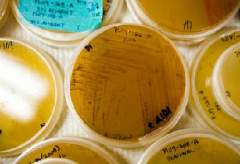 Ocean mud yield antibiotic