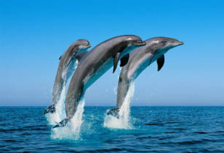 Dolphins recognize old friends even after 20 years apart