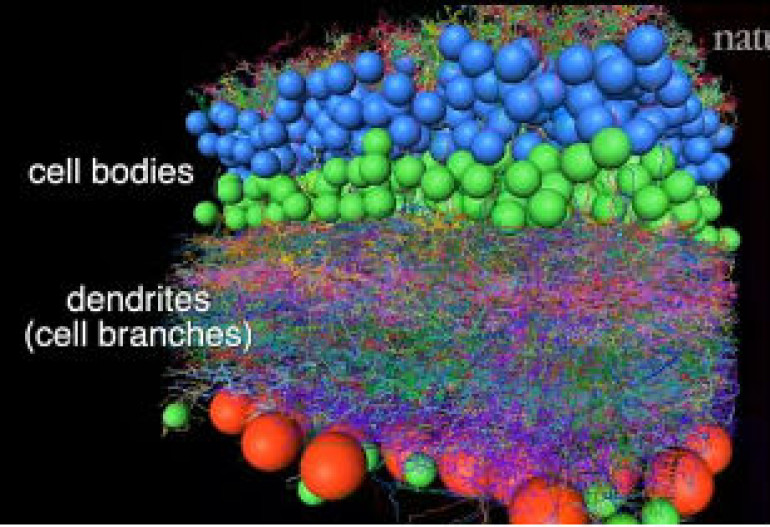 Scientists map visual neurons from mouse and fruit fly giving fascinating glimpse into the workings of the brain (video)
