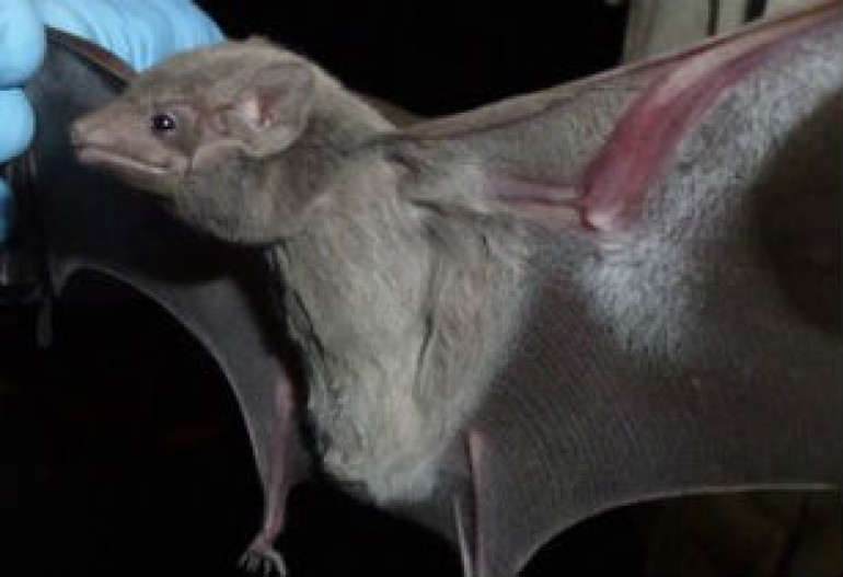 Deadly coronavirus found in tomb bat
