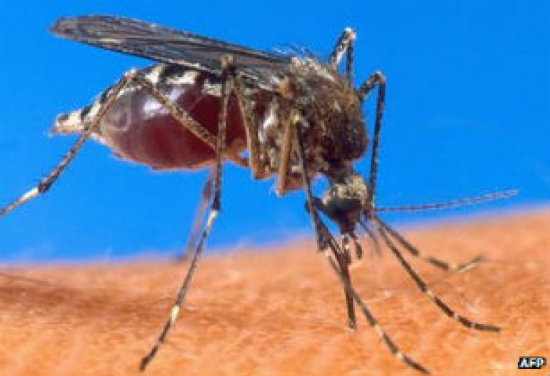 Malaria researchers propose targeting breeding sites