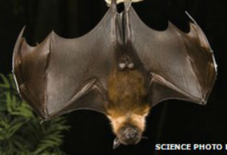 Animals carry 320,000 new viruses