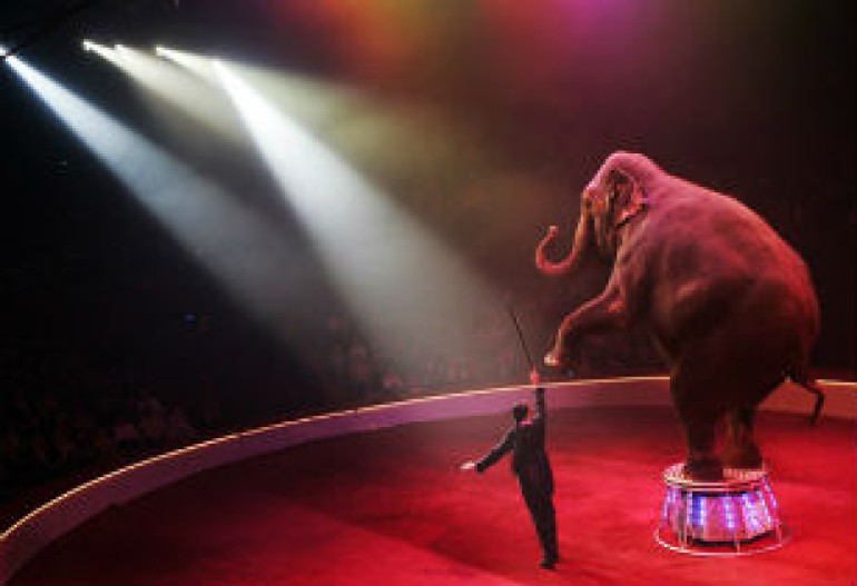 India may ban circus animals