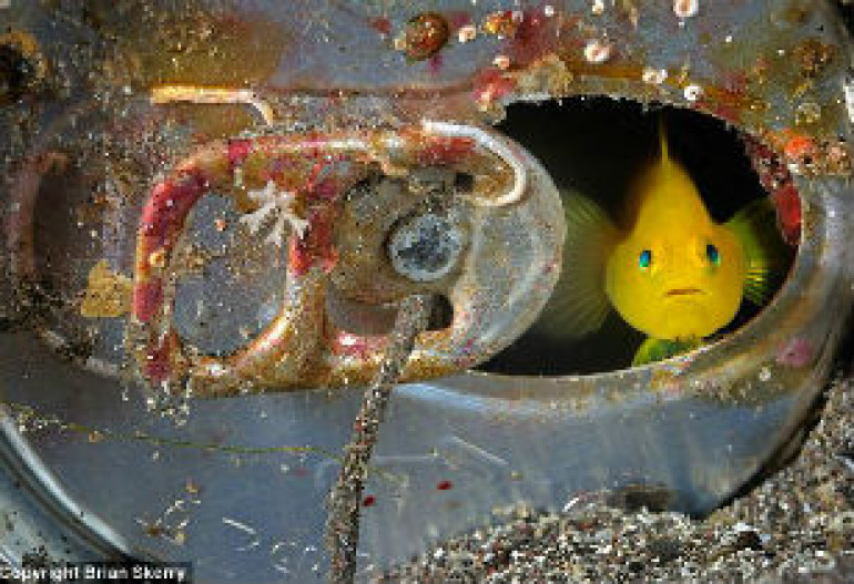 Stunning images of endangered sea creatures at the bottom of the ocean