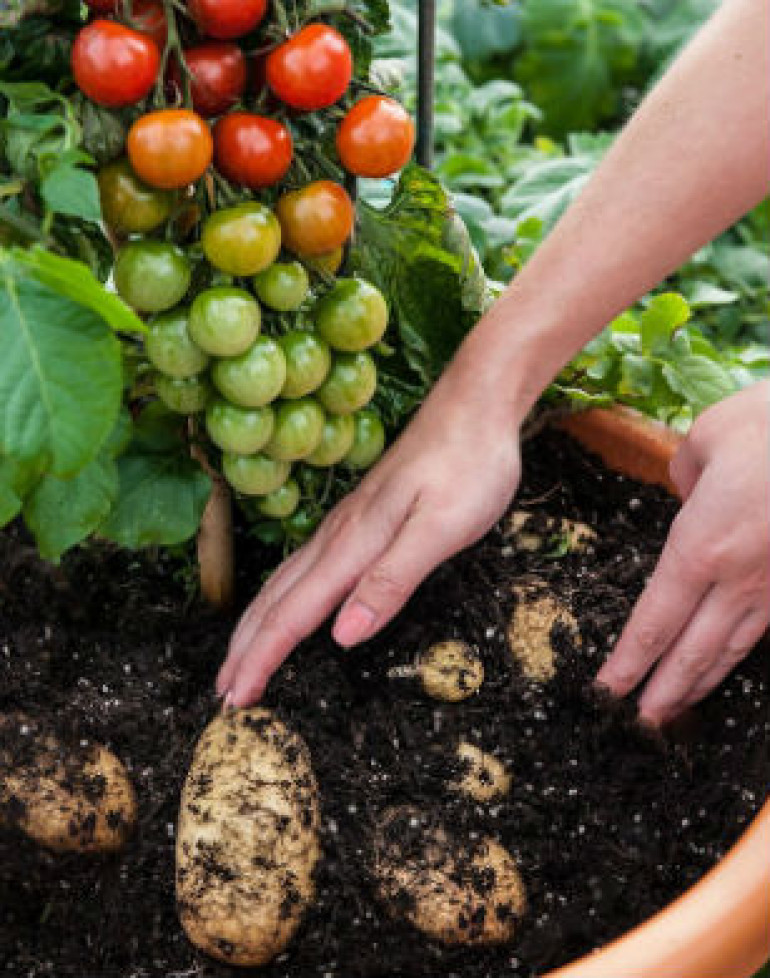 TomTato. բույս, որից միաժամանակ և՛ լոլիկ, և՛ կարտոֆիլ է աճում