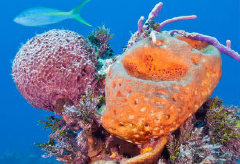 Sponges help coral reefs thrive in ocean deserts