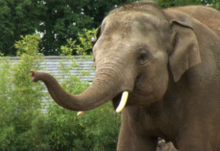 Elephants get human pointing instinctively