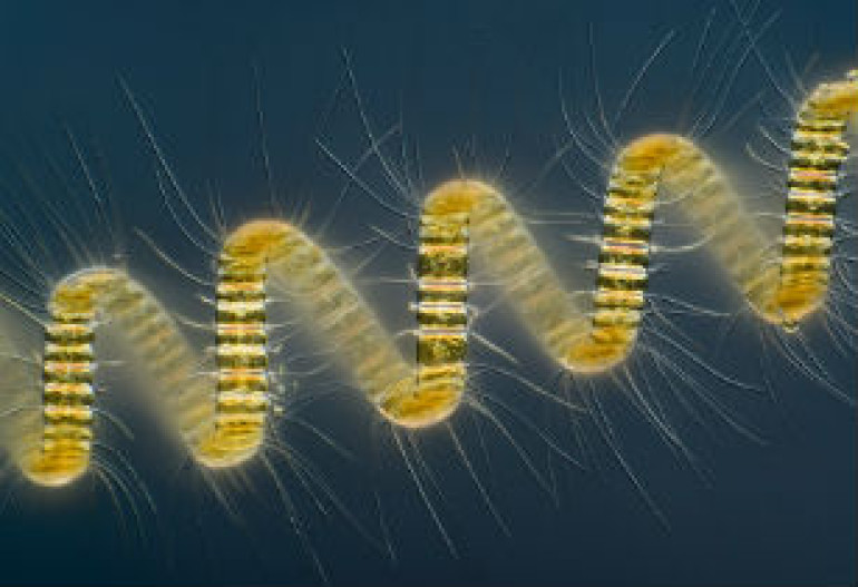 Հրապարակվել են Nikon Small World 2013 գիտական մրցույթի հաղթող լուսանկարները (ֆոտոշարք)