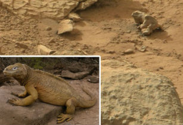 Մարսի մակերեսին «մողես» են հայտնաբերել (լուսանկար)