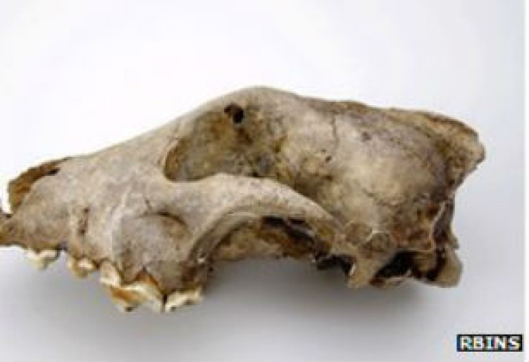 DNA studies reveal European origins of dogs