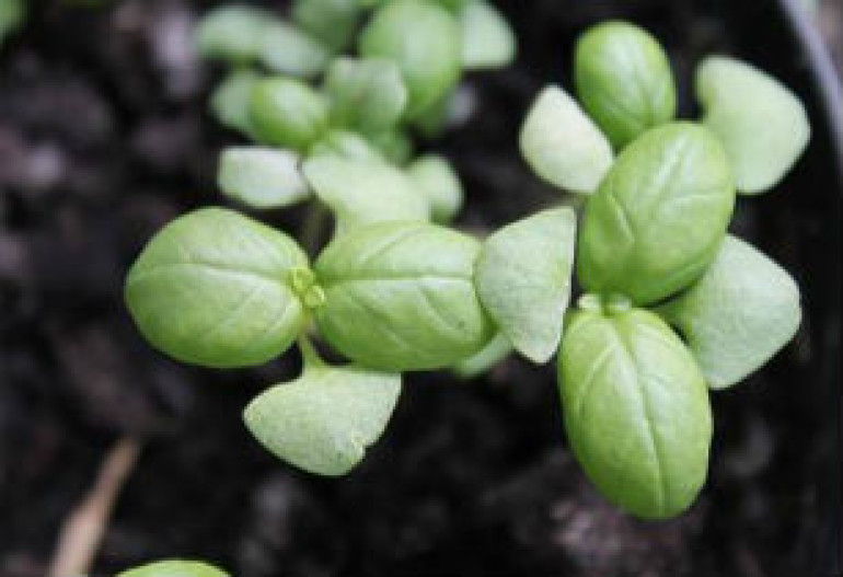 Moon gardens: NASA to sow 1st seeds of future habitat