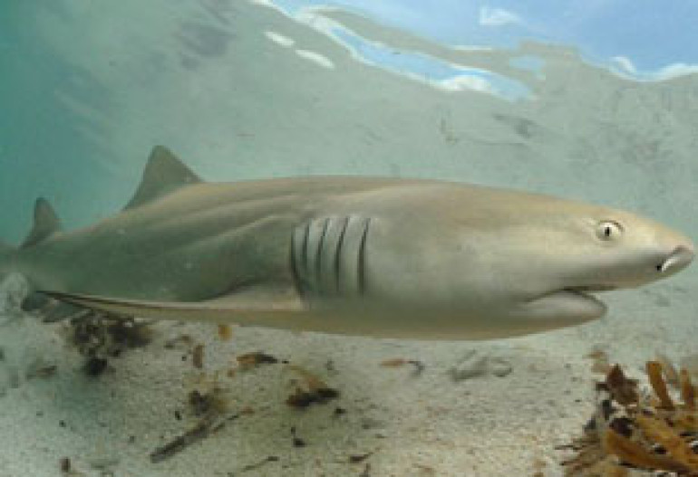 Long term study finds lemon sharks go home to reproduce