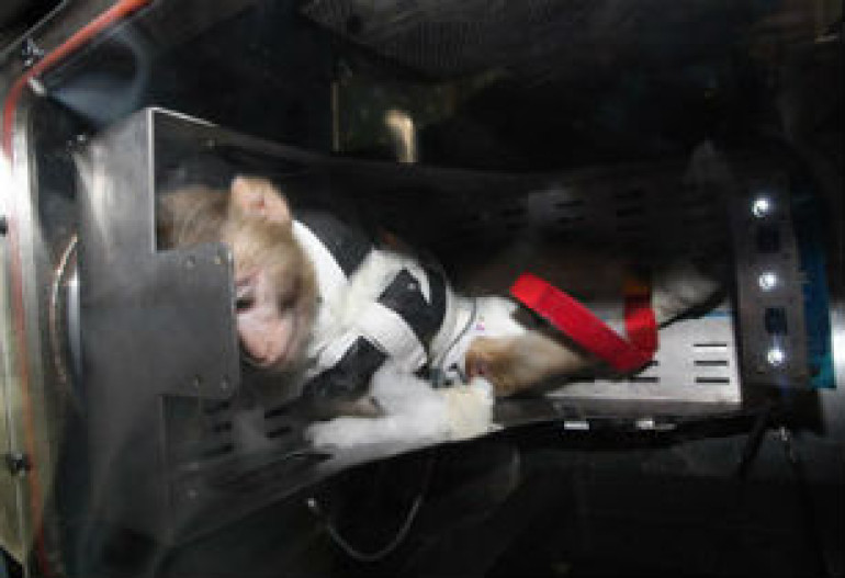 Iran sends second monkey into space