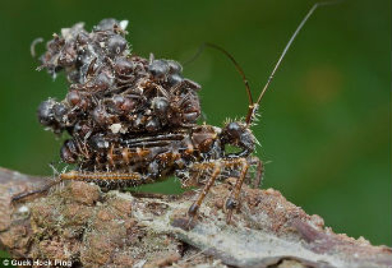How assassin bug protects itself from predators in cloaks made from ants it has poisoned