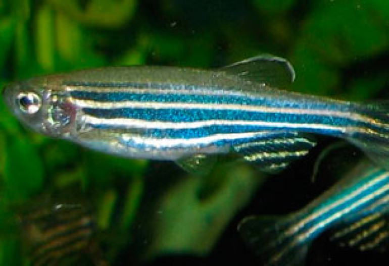 Zebrafish could be key to treating spinal muscular atrophy, say scientists