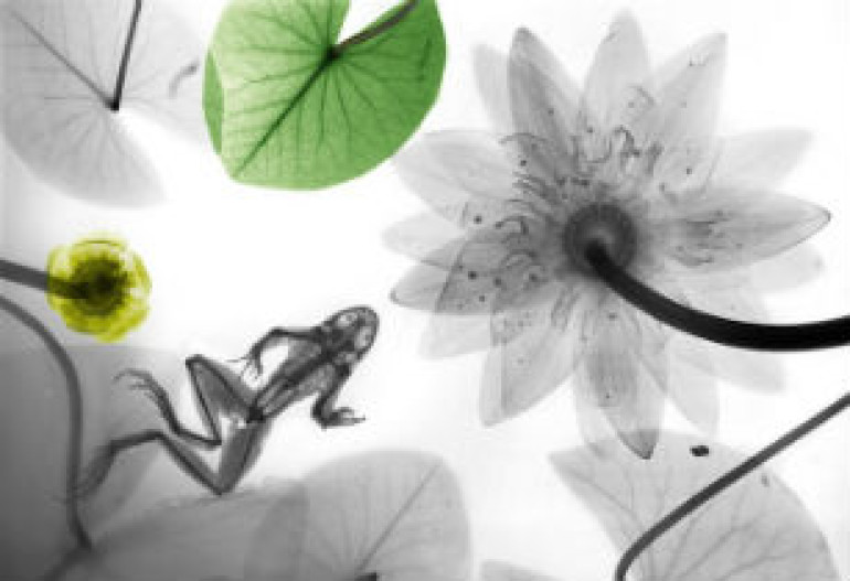 Рентгеновский аппарат вместо фотокамеры: разноцветные «биорамы» Арье Вант Рита (фото)