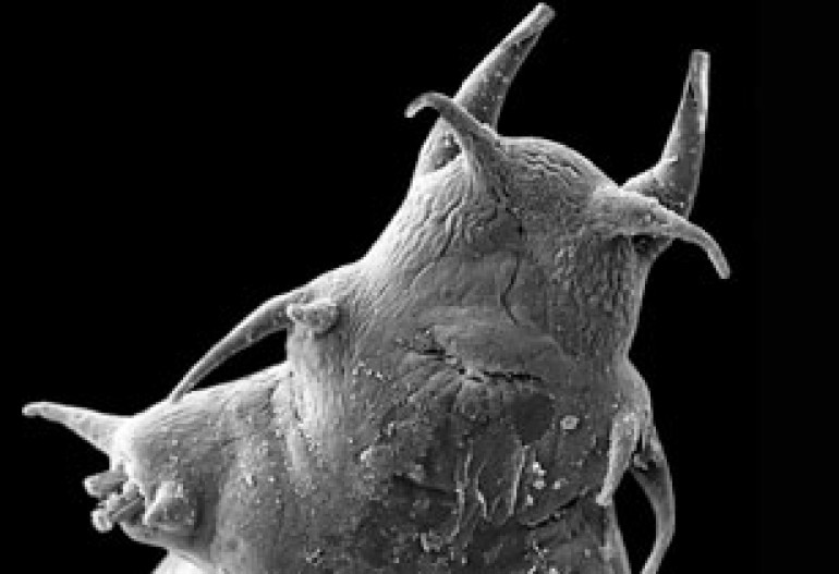 Discovery of four new species of sea creature off the coast of Scotland is hailed as 'incredible' Discovery of four new species of sea creature off the coast of Scotland is hailed as 'incredible'
