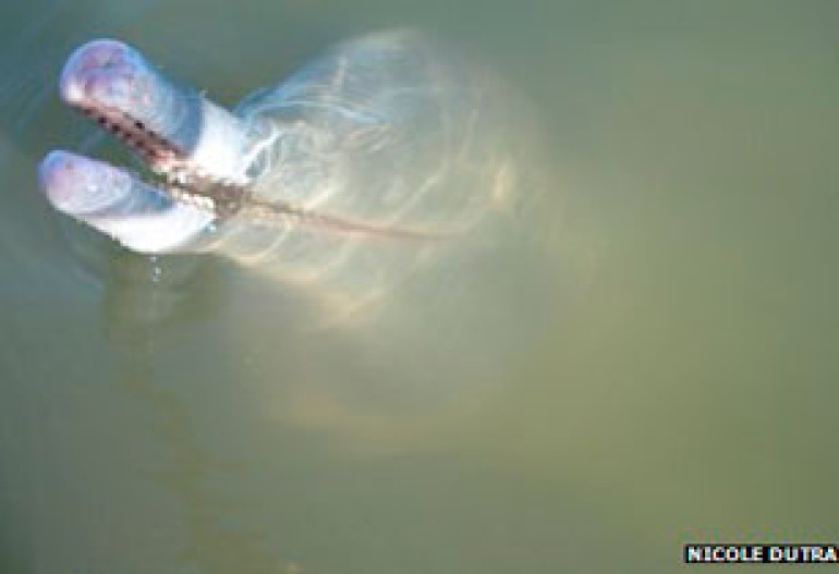 Brazil dolphin first new river species since 1918