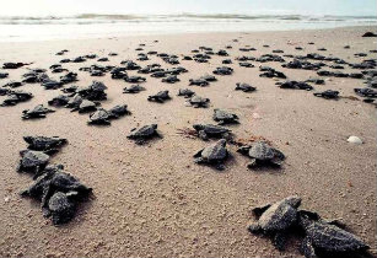 Археолог нашел окаменелости морской черепахи возрастом 70 млн лет