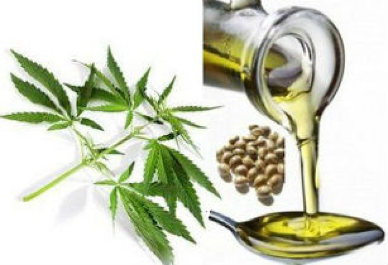 Կանեփի յուղը նպաստում է քաղցկեղի բուժմանը