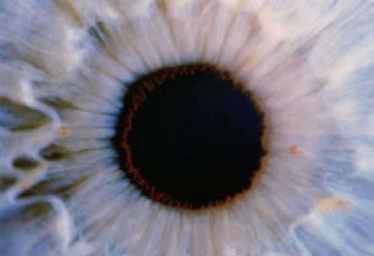 Cells from eyes of dead 'may give sight to blind'