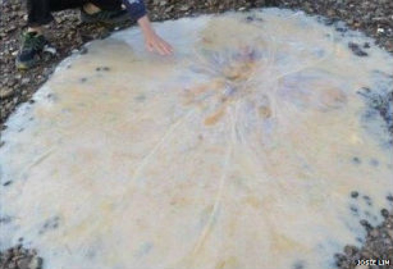Giant jellyfish found on Australian beach
