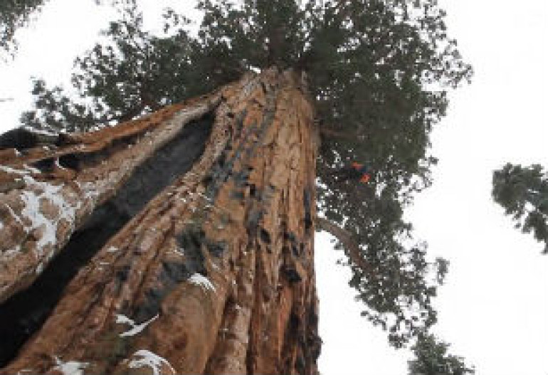 ԱՄՆ–ում հսկայական սեքվոյայի պատկերը ստանալու համար անհրաժեշտ է եղել 126 լուսանկար անել (լուսանկարներ, տեսանյութ)